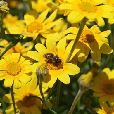 Eriophyllum lanatum (Oregon Sunshine)