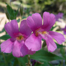 Load image into Gallery viewer, Close up of two bearded, showy flowers of purple monkeyflower, aka Lewis&#39; monkeyflower or pink monkeyflower (Erythranthe lewisii, formerly Mimulus lewisii). One of the 100+ species of Pacific Northwest native plants available at Sparrowhawk Native Plants nursery in Portland, Oregon.