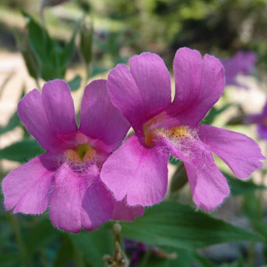 Close up of two bearded, showy flowers of purple monkeyflower, aka Lewis' monkeyflower or pink monkeyflower (Erythranthe lewisii, formerly Mimulus lewisii). One of the 100+ species of Pacific Northwest native plants available at Sparrowhawk Native Plants nursery in Portland, Oregon.