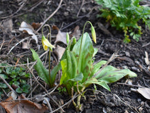 Load image into Gallery viewer, Growth habit of white fawn lily (Erythronium oregonum) in the habitat garden. One of the 100+ species of Pacific Northwest native plants available at Sparrowhawk Native Plants Nursery in Portland, Oregon