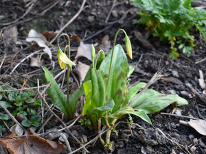 Growth habit of white fawn lily (Erythronium oregonum) in the habitat garden. One of the 100+ species of Pacific Northwest native plants available at Sparrowhawk Native Plants Nursery in Portland, Oregon