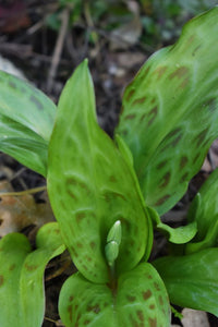 Mottled leaves and emergent buds of white fawn lily (Erythronium oregonum) in the habitat garden. One of the 100+ species of Pacific Northwest native plants available at Sparrowhawk Native Plants Nursery in Portland, Oregon