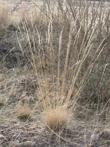Dried clump of Roamer's Fescue in autumn (Festuca idahoensis ssp roemeri). One of 100+ species of Pacific Northwest native plants available at Sparrowhawk Native Plants, Native Plant Nursery in Portland, Oregon.