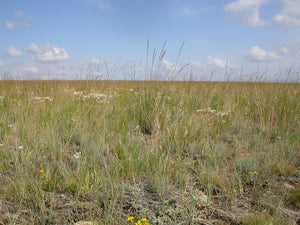 Field of Roamer's Fescue and Oregon wildflowers (Festuca idahoensis ssp roemeri). One of 100+ species of Pacific Northwest native plants available at Sparrowhawk Native Plants, Native Plant Nursery in Portland, Oregon.