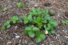 Load image into Gallery viewer, Growth habit of newly planted coastal strawberry (Fragaria chiloensis). One of 100+ species of Pacific Northwest native plants available at Sparrowhawk Native Plants, Native Plant Nursery in Portland, Oregon.