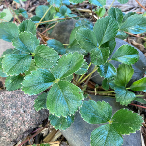 Coastal Strawberry (Fragaria chiloensis) close-up of leaves in rock garden.  One of 150+ species of Pacific Northwest native plants available at Sparrowhawk Native Plants, Native Plant Nursery in Portland, Oregon.
