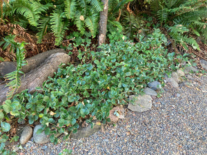 Coastal Strawberry (Fragaria chiloensis) in landscape setting.  One of 150+ species of Pacific Northwest native plants available at Sparrowhawk Native Plants, Native Plant Nursery in Portland, Oregon.