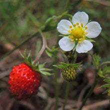 Cargar imagen en el visor de la galería, Close-up of the cheerful five-petaled white flowers and bright red berry of woodland strawberry (Fragaria vesca). One of approximately 200 species of Pacific Northwest native plants available at Sparrowhawk Native Plants, native plant nursery in Portland, Oregon.