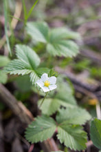 Load image into Gallery viewer, Close-up bright white flower of Oregon&#39;s native Wild Strawberry (Fragaria virginiana). One of 100+ species of Pacific Northwest native plants available at Sparrowhawk Native Plants, Native Plant Nursery in Portland, Oregon.