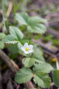 Close-up bright white flower of Oregon's native Wild Strawberry (Fragaria virginiana). One of 100+ species of Pacific Northwest native plants available at Sparrowhawk Native Plants, Native Plant Nursery in Portland, Oregon.