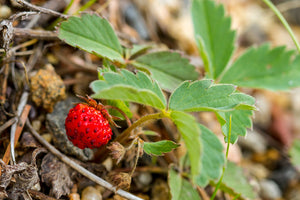 Close-up leaf and fruit of Oregon's native Wild Strawberry (Fragaria virginiana). One of 150+ species of Pacific Northwest native plants available at Sparrowhawk Native Plants, Native Plant Nursery in Portland, Oregon.