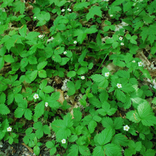 Load image into Gallery viewer, Bright green groundcover of Oregon&#39;s native Wild Strawberry (Fragaria virginiana). One of 150+ species of Pacific Northwest native plants available at Sparrowhawk Native Plants, Native Plant Nursery in Portland, Oregon.