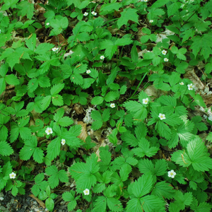 Bright green groundcover of Oregon's native Wild Strawberry (Fragaria virginiana). One of 150+ species of Pacific Northwest native plants available at Sparrowhawk Native Plants, Native Plant Nursery in Portland, Oregon.