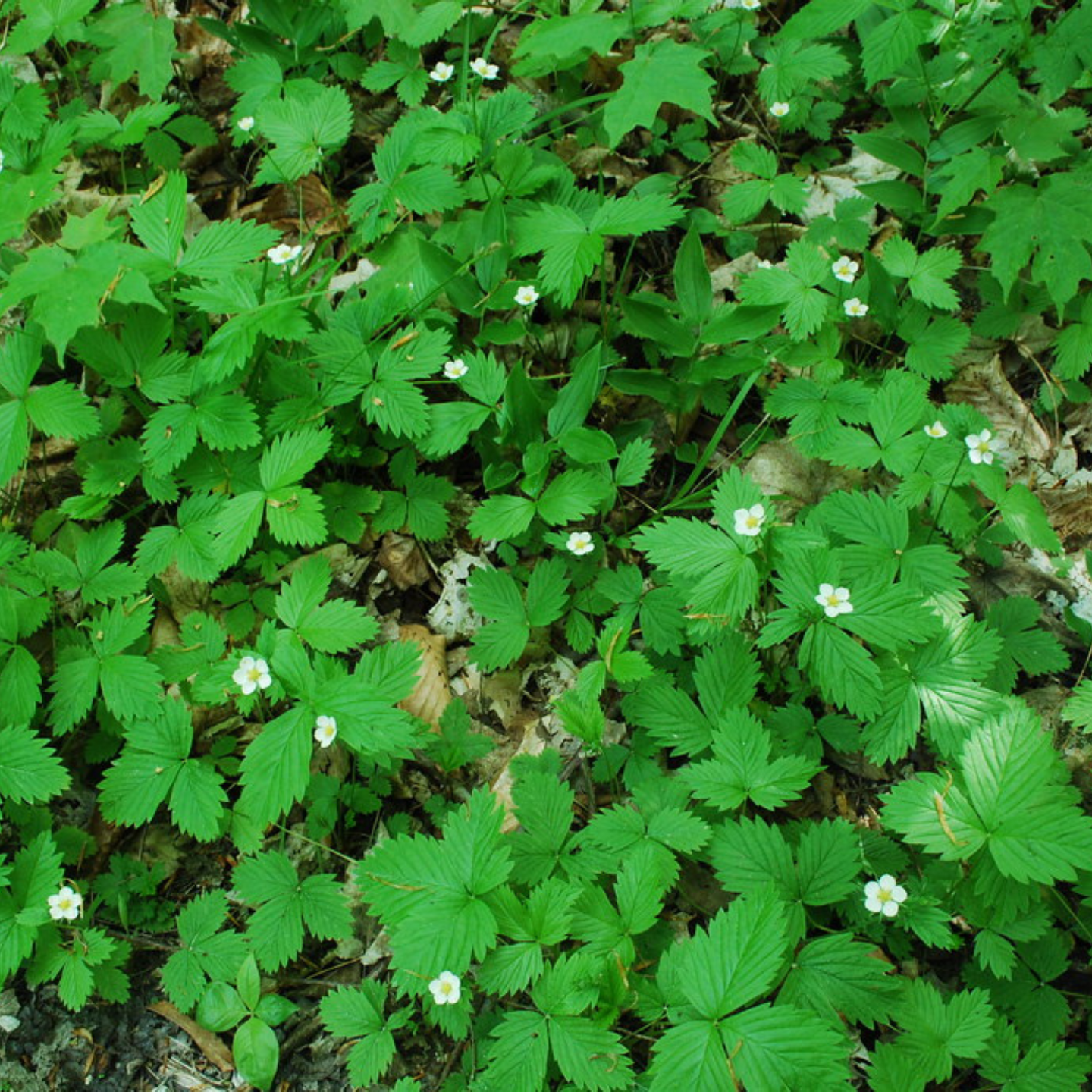 Wild Strawberry – Sparrowhawk Native Plants Wild Strawberry – Sparrowhawk Native Plants