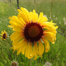 Load image into Gallery viewer, Close-up of the showy Blanketflower (Gaillardia aristata). One of 100+ species of Pacific Northwest native plants available at Sparrowhawk Native Plants, Native Plant Nursery in Portland, Oregon.