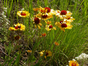 Blanketflower (Gaillardia aristata). One of 100+ species of Pacific Northwest native plants available at Sparrowhawk Native Plants, Native Plant Nursery in Portland, Oregon.