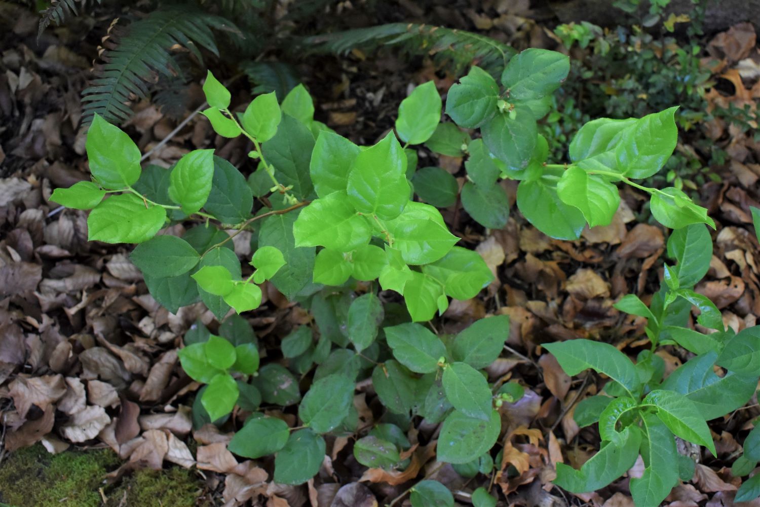 Salal โ Sparrowhawk Native Plants