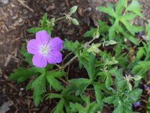Load image into Gallery viewer, Leaves, buds and purple flower of western geranium (Geranium oreganum). One of 100+ species of Pacific Northwest native plants available at Sparrowhawk Native Plants, Native Plant Nursery in Portland, Oregon.