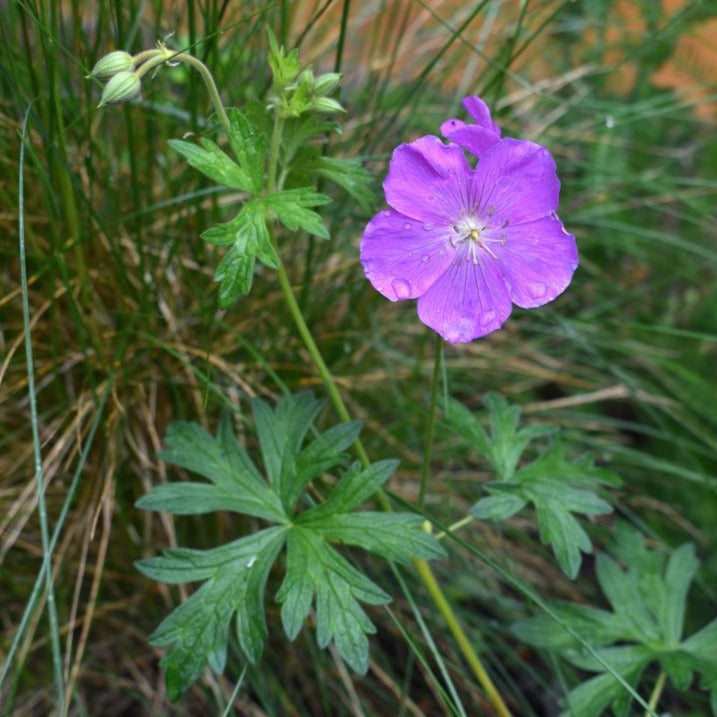 Leaves, buds and purple flower of western geranium (Geranium oreganum). One of 100+ species of Pacific Northwest native plants available at Sparrowhawk Native Plants, Native Plant Nursery in Portland, Oregon.