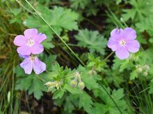 Load image into Gallery viewer, Tiny insect rests on the flower of western geranium (Geranium oreganum). One of 100+ species of Pacific Northwest native plants available at Sparrowhawk Native Plants, Native Plant Nursery in Portland, Oregon.