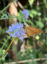 Load image into Gallery viewer, Blue Globe Gilia with butterfly (Gilia capitata). Oregon Native Seed offering from Sparrowhawk Native Plants in Portland, Oregon.