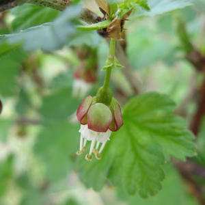 Close-up of Straggly Gooseberry flowers (Ribes divaricatum). One of 100+ species of Pacific Northwest native plants available at Sparrowhawk Native Plants, Native Plant Nursery in Portland, Oregon.