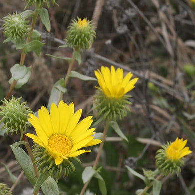 Closeup of the golden yellow flowers of Willamette Valley gumweed (Grindelia integrifolia). One of the 100+ Pacific Northwest native trees, shrubs and wildflowers available at Sparrowhawk Native Plant Nursery in Portland Oregon.