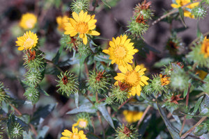 Closeup of the golden yellow flowers of Willamette Valley gumweed (Grindelia integrifolia). One of the 100+ Pacific Northwest native trees, shrubs and wildflowers available at Sparrowhawk Native Plant Nursery in Portland Oregon.