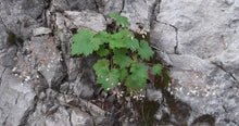 Load image into Gallery viewer, Small-flowered Alumroot grows on a rock ledge (Heuchera micrantha). One of 100+ species of Pacific Northwest native plants available at Sparrowhawk Native Plants, Native Plant Nursery in Portland, Oregon.