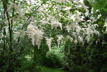 Load image into Gallery viewer, Oceanspray flowers (Holodiscus discolor) dangle over a walkway in the habitat garden. One of 100+ species of Pacific Northwest native plants available at Sparrowhawk Native Plants, Native Plant Nursery in Portland, Oregon.