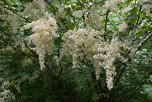 Load image into Gallery viewer, Closeup of oceanspray flowers (Holodiscus discolor) - native Oregon shrub. One of 100+ species of Pacific Northwest native plants available at Sparrowhawk Native Plants, Native Plant Nursery in Portland, Oregon.