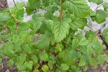 Load image into Gallery viewer, Closeup of oceanspray leaves (Holodiscus discolor) - native Oregon shrub. One of 100+ species of Pacific Northwest native plants available at Sparrowhawk Native Plants, Native Plant Nursery in Portland, Oregon.