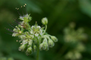 Close-up of Pacific Waterleaf flower (Hydrophyllum tenuipes). One of 100+ species of Pacific Northwest native plants available at Sparrowhawk Native Plants, Native Plant Nursery in Portland, Oregon.