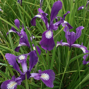 Iris tenax (Oregon iris)