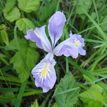 Load image into Gallery viewer, Oregon Iris in bloom (Iris tenax). One of 100+ species of Pacific Northwest native plants available at Sparrowhawk Native Plants, Native Plant Nursery in Portland, Oregon.