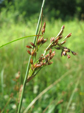Load image into Gallery viewer, Close up of the inflorescence of pacific rush (Juncus effusus), also known as common rush, pasture rush, or soft rush. One of 100+ species of Pacific Northwest native plants available at Sparrowhawk Native Plants, Native Plant Nursery in Portland, Oregon.