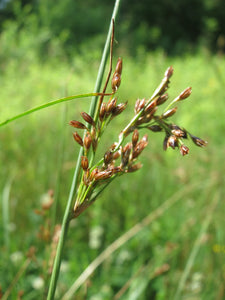 Close up of the inflorescence of pacific rush (Juncus effusus), also known as common rush, pasture rush, or soft rush. One of 100+ species of Pacific Northwest native plants available at Sparrowhawk Native Plants, Native Plant Nursery in Portland, Oregon.