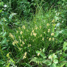 Load image into Gallery viewer, Growth habit of pacific rush (Juncus effusus), also known as common rush, pasture rush, or soft rush. One of 100+ species of Pacific Northwest native plants available at Sparrowhawk Native Plants, Native Plant Nursery in Portland, Oregon.