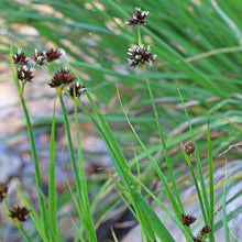 Load image into Gallery viewer, Dagger-leaf Rush (Juncus ensifolius) in bloom.  One of 100+ species of Pacific Northwest native plants available at Sparrowhawk Native Plants, Native Plant Nursery in Portland, Oregon.  