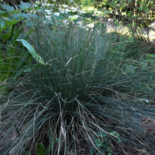 Load image into Gallery viewer, Spreading Blue Rush (Juncus patens). One of 100+ species of Pacific Northwest native plants available at Sparrowhawk Native Plants, Native Plant Nursery in Portland, Oregon.
