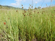 Load image into Gallery viewer, Field of Slender Rush (Juncus tenuis). One of 100+ species of Pacific Northwest native plants available at Sparrowhawk Native Plants, Native Plant Nursery in Portland, Oregon.
