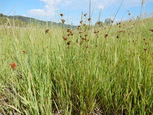 Field of Slender Rush (Juncus tenuis). One of 100+ species of Pacific Northwest native plants available at Sparrowhawk Native Plants, Native Plant Nursery in Portland, Oregon.