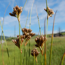 Load image into Gallery viewer, Inflorescence of slender rush or path rush (Juncus tenuis). One of approximately 200 species of Pacific Northwest native plants available at Sparrowhawk Native Plants, Native Plant Nursery in Portland, Oregon.