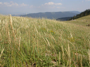 A field of Prairie Junegrass (Koeleria macrantha). One of 100+ species of Pacific Northwest native plants available at Sparrowhawk Native Plants, Native Plant Nursery in Portland, Oregon.