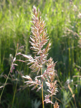 Load image into Gallery viewer, Close-up of the silvery inflorescence of Prairie Junegrass (Koeleria macrantha). One of 100+ species of Pacific Northwest native plants available at Sparrowhawk Native Plants, Native Plant Nursery in Portland, Oregon.