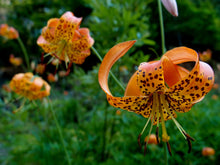 Load image into Gallery viewer, Close-up of the showy orange flowers of Tiger Lily (Lilium columbianum). One of 100+ species of Pacific Northwest native plants available at Sparrowhawk Native Plants, Native Plant Nursery in Portland, Oregon.