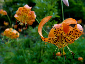Close-up of the showy orange flowers of Tiger Lily (Lilium columbianum). One of 100+ species of Pacific Northwest native plants available at Sparrowhawk Native Plants, Native Plant Nursery in Portland, Oregon.