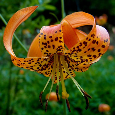 Close-up of the showy orange flower of Tiger Lily (Lilium columbianum). One of approximately 200 species of Pacific Northwest native plants available at Sparrowhawk Native Plants, Native Plant Nursery in Portland, Oregon.