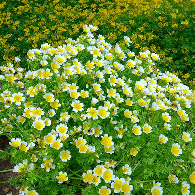 Limnanthes douglasii, Douglas Meadowfoam with bees