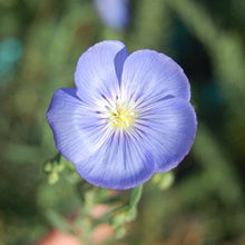 Load image into Gallery viewer, Close-up of the showy blue-purple flower of Wild Blue Flax (Linum lewisii). One of 100+ species of Pacific Northwest native plants available at Sparrowhawk Native Plants, Native Plant Nursery in Portland, Oregon.